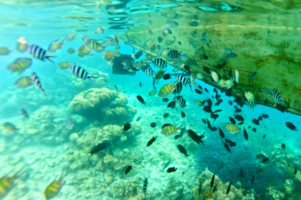 620 pixels placeholder image